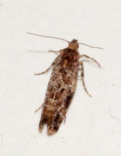 Acrolepia autumnitella
